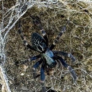 Badumna sp. (genus) at Russell, ACT - 10 Sep 2024 01:27 PM