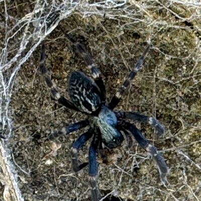 Badumna sp. (genus) (Lattice-web spider) at Russell, ACT - 10 Sep 2024 by Hejor1