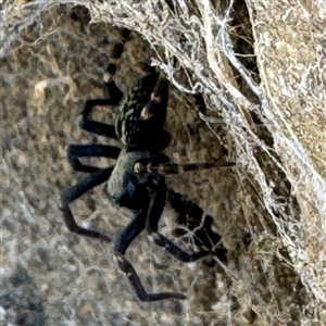 Badumna sp. (genus) at Russell, ACT - 10 Sep 2024