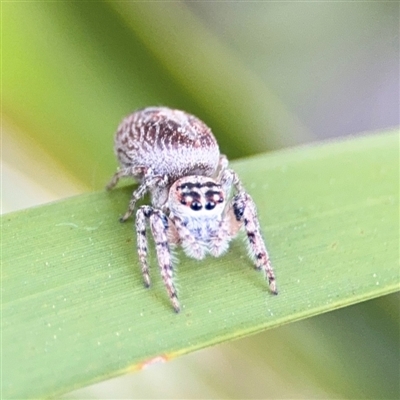 Opisthoncus sp. (genus) (Opisthoncus jumping spider) at Russell, ACT - 10 Sep 2024 by Hejor1