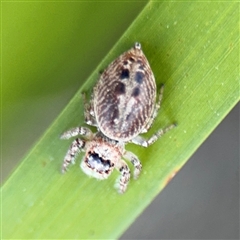 Opisthoncus sp. (genus) at Russell, ACT - 10 Sep 2024 04:44 PM