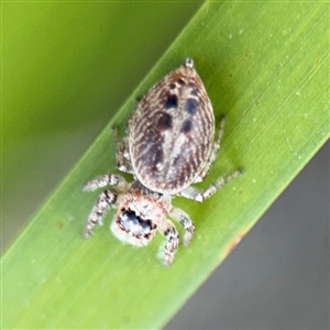 Opisthoncus sp. (genus) at Russell, ACT - 10 Sep 2024 04:44 PM