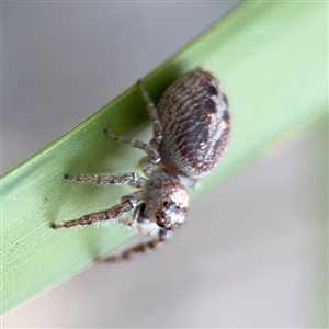 Opisthoncus sp. (genus) at Russell, ACT - 10 Sep 2024 04:44 PM