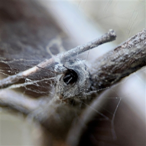 Segestriidae sp (family) at Russell, ACT - 10 Sep 2024