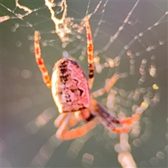 Plebs eburnus (Eastern bush orb-weaver) at Russell, ACT - 10 Sep 2024 by Hejor1