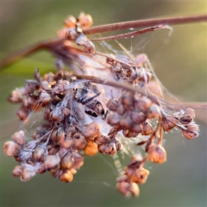 Opisthoncus sp. (genus) at Russell, ACT - 10 Sep 2024