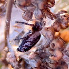 Opisthoncus sp. (genus) at Russell, ACT - 10 Sep 2024