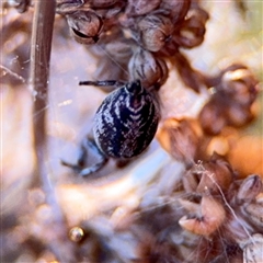 Opisthoncus sp. (genus) at Russell, ACT - 10 Sep 2024