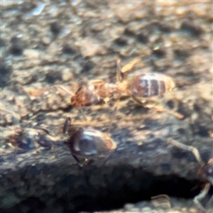 Formicidae (family) at Russell, ACT - 10 Sep 2024