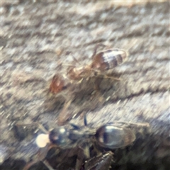 Formicidae (family) at Russell, ACT - 10 Sep 2024