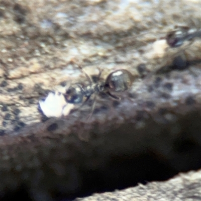 Formicidae (family) (Unidentified ant) at Russell, ACT - 10 Sep 2024 by Hejor1