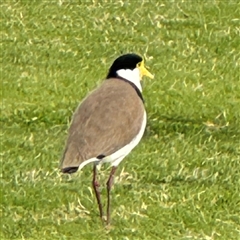 Vanellus miles (Masked Lapwing) at Russell, ACT - 11 Sep 2024 by Hejor1