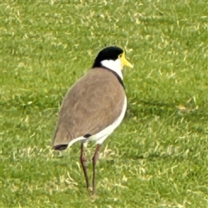 Vanellus miles at Russell, ACT - 11 Sep 2024 03:44 PM