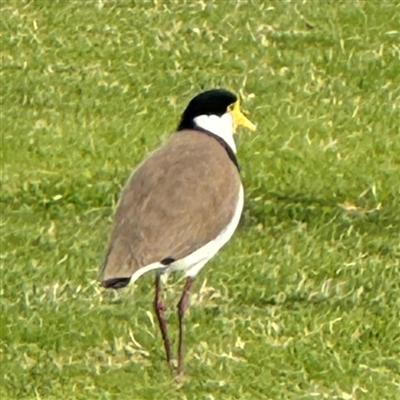 Vanellus miles (Masked Lapwing) at Russell, ACT - 11 Sep 2024 by Hejor1