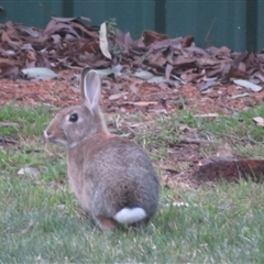 Oryctolagus cuniculus (European Rabbit) at Flynn, ACT - 11 Sep 2024 by Christine