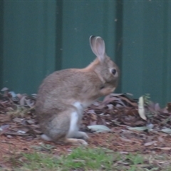 Oryctolagus cuniculus at Flynn, ACT - 11 Sep 2024 05:41 PM