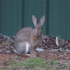 Oryctolagus cuniculus at Flynn, ACT - 11 Sep 2024 05:41 PM