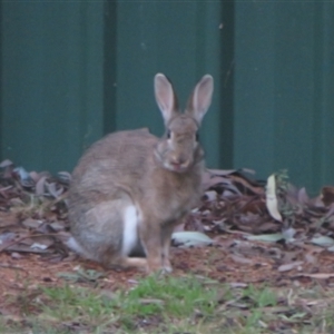 Oryctolagus cuniculus at Flynn, ACT - 11 Sep 2024