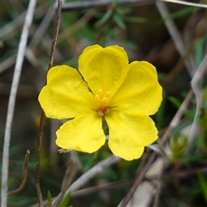 Hibbertia acicularis at Bungonia, NSW - 11 Sep 2024 11:19 AM