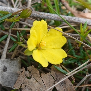 Hibbertia acicularis at Bungonia, NSW - 11 Sep 2024 11:19 AM