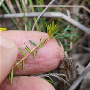 Hibbertia acicularis at Bungonia, NSW - 11 Sep 2024 11:19 AM