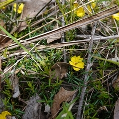 Hibbertia acicularis at Bungonia, NSW - 11 Sep 2024 11:19 AM