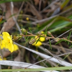 Hibbertia acicularis at Bungonia, NSW - 11 Sep 2024 11:19 AM