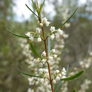 Logania albiflora at Bungonia, NSW - 11 Sep 2024