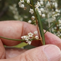 Logania albiflora at Bungonia, NSW - 11 Sep 2024