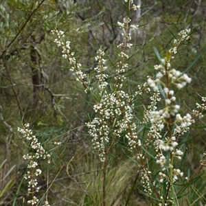 Logania albiflora at Bungonia, NSW - 11 Sep 2024