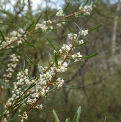 Logania albiflora at Bungonia, NSW - 11 Sep 2024