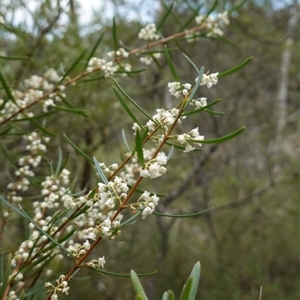 Logania albiflora at Bungonia, NSW - 11 Sep 2024