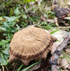 Unidentified Puffball & the like at Dignams Creek, NSW - 5 Sep 2024 by sagaunt