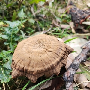 zz agaric (stem; gill colour unknown) at Dignams Creek, NSW - 5 Sep 2024 11:51 AM