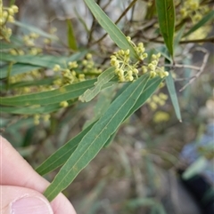 Notelaea neglecta at Bungonia, NSW - 11 Sep 2024