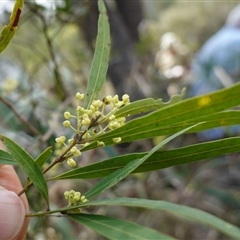 Notelaea neglecta at Bungonia, NSW - 11 Sep 2024