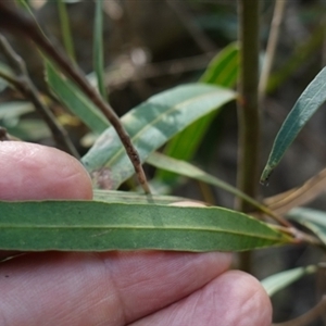 Notelaea neglecta at Bungonia, NSW - 11 Sep 2024