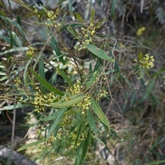 Notelaea neglecta at Bungonia, NSW - 11 Sep 2024