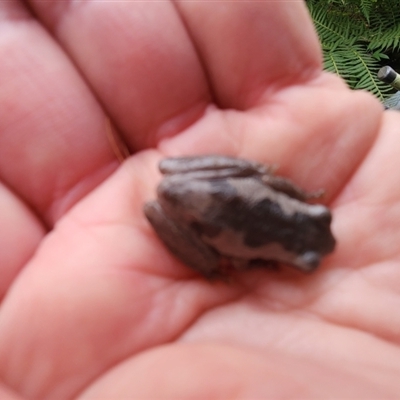 Unidentified Frog at Dignams Creek, NSW - 11 Sep 2024 by sagaunt