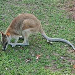 Macropus agilis (Agile Wallaby) at Cable Beach, WA - 11 Sep 2024 by Mike