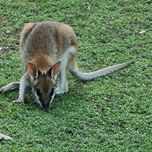 Macropus agilis at Cable Beach, WA - 11 Sep 2024