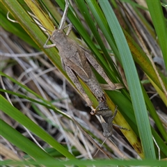 Percassa rugifrons (Mountain Grasshopper) at Bungonia, NSW - 11 Sep 2024 by RobG1