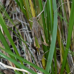 Percassa rugifrons at Bungonia, NSW - 11 Sep 2024