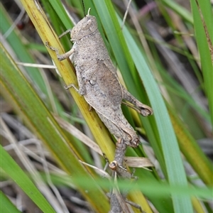 Percassa rugifrons at Bungonia, NSW - 11 Sep 2024