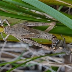 Percassa rugifrons at Bungonia, NSW - 11 Sep 2024