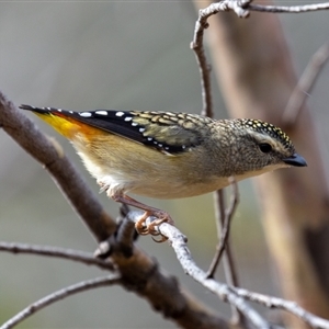 Pardalotus punctatus at Cotter River, ACT - 11 Sep 2024