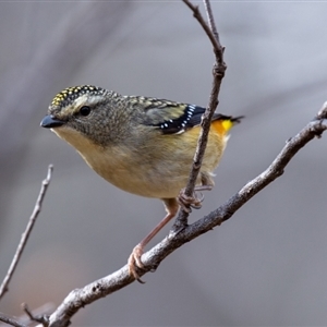 Pardalotus punctatus at Cotter River, ACT - 11 Sep 2024