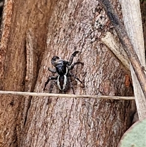 Jotus auripes at Mount Clear, ACT - 11 Sep 2024