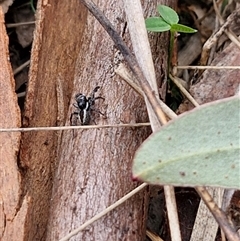 Jotus auripes at Mount Clear, ACT - 11 Sep 2024 11:40 AM