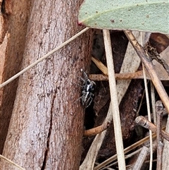 Jotus auripes at Mount Clear, ACT - 11 Sep 2024